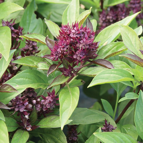 CHUXAY GARDEN Siam Queen Thai Basil Seed 30 Seeds Ocimum Basilicum Herb Plant Edible Slightly Spicy Basil Perennial Seasoning Culinary Plants...