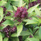 CHUXAY GARDEN Siam Queen Thai Basil Seed 30 Seeds Ocimum Basilicum Herb Plant Edible Slightly Spicy Basil Perennial Seasoning Culinary Plants...