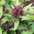 CHUXAY GARDEN Siam Queen Thai Basil Seed 30 Seeds Ocimum Basilicum Herb Plant Edible Slightly Spicy Basil Perennial Seasoning Culinary Plants...