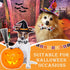 4 Pcs Halloween Dog Collar with Bow Tie Adjustable Basic Dog Collars Soft Comfortable Halloween Dog Cat Collar with Plastic Buckle for Puppy Small...