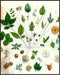 Posterizer 1 pcs-botanical illustration of a variaty of plants-educational art 3-Floral & Botanical Art Gift for Men Women Entrepreneur Teens Dec...