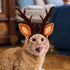 Beaupretty Christmas Hat for Cat Pet Deer Costume Hat Dog Reindeer Costume Elastic Band Adjustable Antler Headband Cat Costume Cat Christmas Antle...