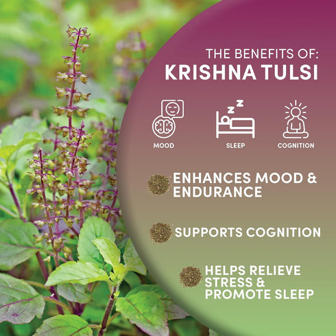 Worldwide Botanicals Organic Holy Basil Tea, 8oz - Tulsi Krishna - Loose Leaf Premium Herbal Tea, 100% Pure Tulsi Holy Basil, Fair Trade, Adaptoge...