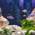 Reptile Artificial Plants, Terrarium Plants Decorations Supplies, Aquarium Fish Tank Plant, Amphibian Habitat Hideout Tank Accessories (M Set-2pcs...