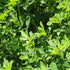 CHUXAY GARDEN Trigonella Foenum Seed 50 Seeds Annual Herb Plant Culinary Spice Flavoring Agent Evergreen Seasoning Culinary Plants...
