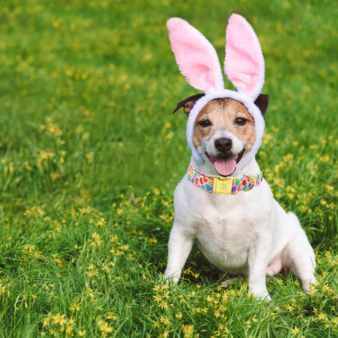 Elegant little tail Easter Dog Collar, Colorful Candy Print Pet Collar Dogs Cute Pink Dog Collar Boy Girl Dog Collars Pet Gift Adjustable Dog Coll...