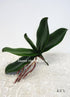 Sweet Home Deco Gel Coated Phanaenopsis Orchid Artificial Greenery Leaf with Realistic Roots Set of 2 (1, 6.5''L)...