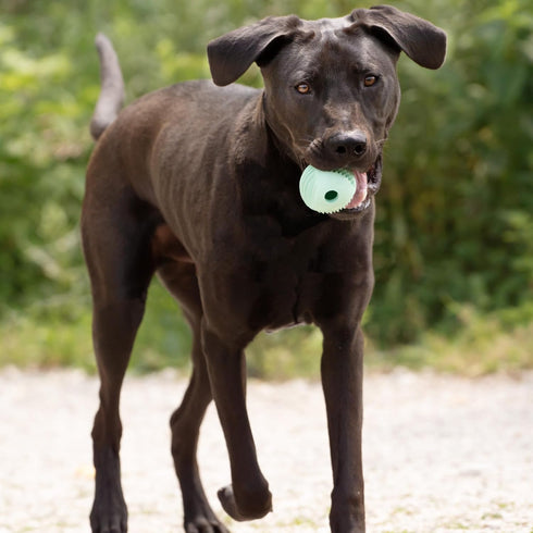 Chew King Dental Dog Toy Collection, Fetch Ball Clinically Proven to Remove Plaque...