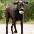 Chew King Dental Dog Toy Collection, Fetch Ball Clinically Proven to Remove Plaque...
