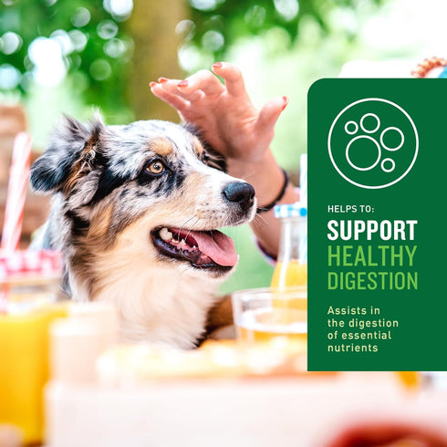 VetIQ Probiotic Supplement for Dogs, Digestive Support for Dogs, Nourishes Gut Bacteria and Supports Bowel Function, Hickory Smoke Flavor, Made in...