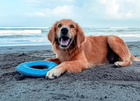 SuperChewy Tough Floating Dog Water Toy Strong Natural Rubber | Great Dog Fetch Toy | Pool Swimming Toy for Puppy| Durable Training Toy for Non-Ag...