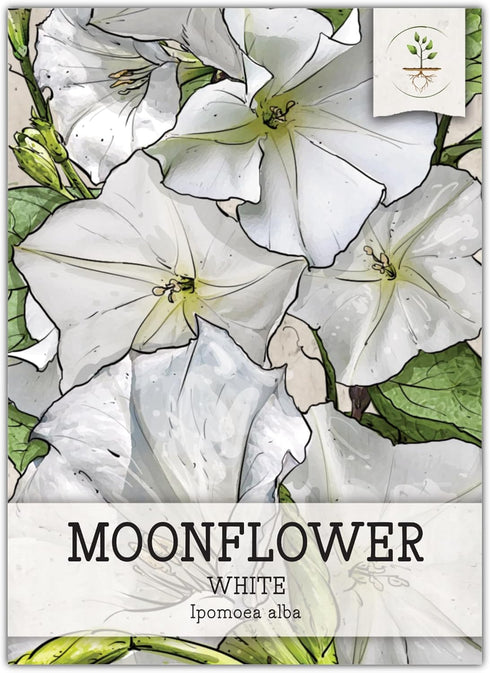 Seed Needs, White Moonflower Seeds - 20 Heirloom Seeds for Planting Ipomoea alba - Annual Flowering Vines Produce Large 6 Inch Blooms (1 Pack)...