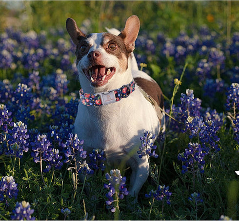 Lionheart glory Floral Print Dog Collar Adjustable Soft Dog Collar Girl or Boy Pet Collars for X-Small Dogs Blue Collars Spring Dogs Collar...