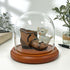 Plymor 4" x 4" Glass Display Dome Cloche (Walnut MDF Base)...