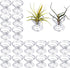 20 Pack Air Plant Stand Container Tillandsia Holder, Stainless Steel Tillandsia Container for Live Tropical Plant Home Office Desktop Decoration S...