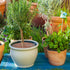 3 Pcs Plant Pot Cover Plant Protector from Animal Plant Pot Grid with Center Cutout Flower Cover Soil Protectors for Plants(Coffee, 11.8 In)...