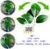 Fish Leaf Pad Fish Tank Accessories Aquarium Décor Simulating 3 pcs Adjustable Plastic Plants Betta Natural Habitat Playing Spawn Breed Rest Bed w...