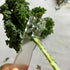 Efficient Herb Stripper & Leaf Separator, 11 Hole Kitchen Tool for Kale, Thyme, Rosemary and More, Easy-to-Use for Home Cooks & Chefs...