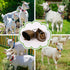 5 Pack Goat Collar with Bell, Adjustable Nylon Collar Set, Anti-Lost Loud Grazing Copper Bells for Small Farm Animal Cow Sheep Accessories...