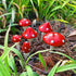 Juegoal Set of 6 Fairy Garden Miniature Mushrooms Statues, Glow in Dark Mini Red Mushroom Resin Figurines, Outdoor Garden Yard Art Accessories, Fl...