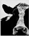 Stupell Industries Cow Face Portrait, Designed By Lettered and Lined, 16 x 20, Canvas Wall Art...