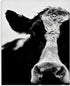 Stupell Industries Cow Face Portrait, Designed By Lettered and Lined, 16 x 20, Canvas Wall Art...
