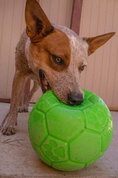 Jolly Pets 6 Inch Medium Soccer Ball Floating Bouncing Dog Toy in Apple Green...