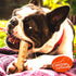 Canine Naturals Chicken Recipe Chew - Rawhide Free Dog Treats - Made from USA Raised Chicken - All-Natural and Easily Digestible - 2 Pack of 9 Inc...