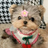 PET SHOW 10Pairs/Pack Flower Dog Hair Bows for Small Medium Dogs Yorkie Girl Boy Flower Bows with Rubber Band Doggies Cat Grooming Hair Accessorie...