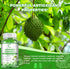 Soursop Graviola Gummies | 2,000mg Soursop Leaves Extract for Energy Boost, Digestive & Immune Support, Antioxidant Properties, Pure Soursop Fruit...