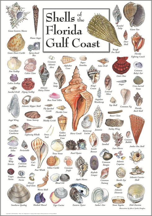 Earth Sky + Water Poster - Shells of Florida's Gulf Coast - Poster...