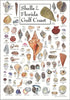 Earth Sky + Water Poster - Shells of Florida's Gulf Coast - Poster...