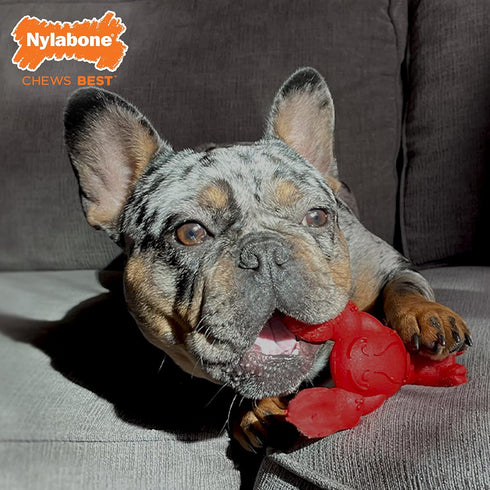 Nylabone Lobster Dog Toy Power Chew – Cute Dog Toys for Aggressive Chewers – with a Funny Twist! Filet Mignon Flavor, Small/Regular...