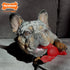 Nylabone Lobster Dog Toy Power Chew – Cute Dog Toys for Aggressive Chewers – with a Funny Twist! Filet Mignon Flavor, Small/Regular...