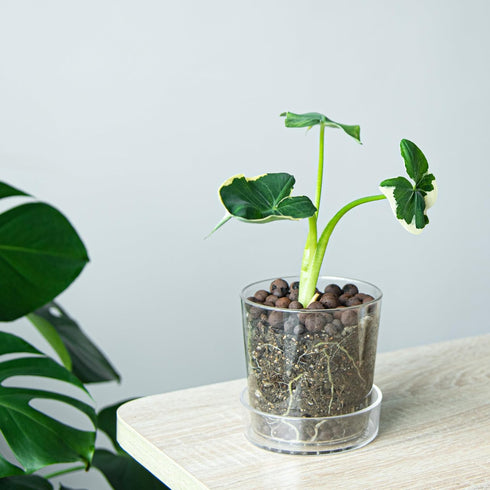 4.5 Inch Clear Acrylic Planter Pot with Tray, Orchid Pot with Drainage Holes, Deep Saucer for Bottom Watering, Transparent Containers for Indoor P...