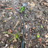 Garden Weed Pulling Tool, Handle Manganese Steel Forged 4 Teeth Dual Purpose Weed Puller, Lightweight Portable Garden Weeder Tool Uprooting Weedin...