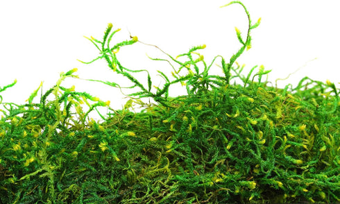 SuperMoss (25322) Forest Moss Preserved, Fresh Green, 8oz...