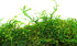 SuperMoss (25322) Forest Moss Preserved, Fresh Green, 8oz...