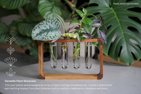 Source & Plot - Plant Propagation Station - Acacia Wood Stand 4 Glass Test Tube Hydroponic Tabletop Rooting Terrarium Planter Rack Home and Office...