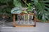 Source & Plot - Plant Propagation Station - Acacia Wood Stand 4 Glass Test Tube Hydroponic Tabletop Rooting Terrarium Planter Rack Home and Office...