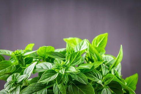 Lemon Basil Seeds For Planting - Lemon Scent Basil, Thai Lemon Basil, Lao Basil, Hoary Basil, Ocimum Basilicum - Approx 1 Gram - by RDR Seeds...
