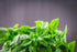 Lemon Basil Seeds For Planting - Lemon Scent Basil, Thai Lemon Basil, Lao Basil, Hoary Basil, Ocimum Basilicum - Approx 1 Gram - by RDR Seeds...