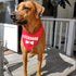 Family Kitchen Funny Cute Lifeguard Pet Dog Cat Bandana Scarf for Puppy Dog Beach Pool Accessories Bandana...