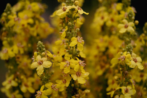 Plant Good Seed Organic Dense Flowered Mullein Seeds - Pack of 250, Heirloom Seeds for Planting Herbs, Flowers - Gardening Supplies, Wildflower, H...