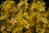 Plant Good Seed Organic Dense Flowered Mullein Seeds - Pack of 250, Heirloom Seeds for Planting Herbs, Flowers - Gardening Supplies, Wildflower, H...