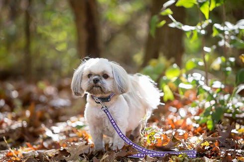Pets First Collegiate Pet Accessories, Dog Leash, Kansas State Wildcats, Small...