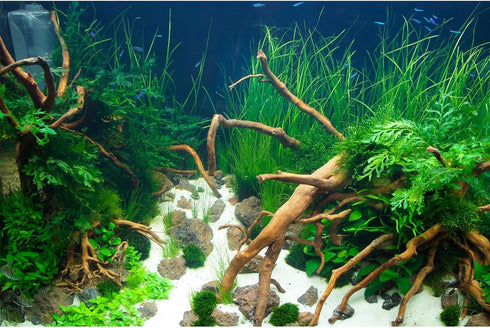Aquarium Background Aquatic Live Plants Stones Roots Terrarium Background Jungle Style Aquarium Backdrop Coral Reef Fish Tank Background Decor Vin...