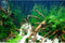 Aquarium Background Aquatic Live Plants Stones Roots Terrarium Background Jungle Style Aquarium Backdrop Coral Reef Fish Tank Background Decor Vin...