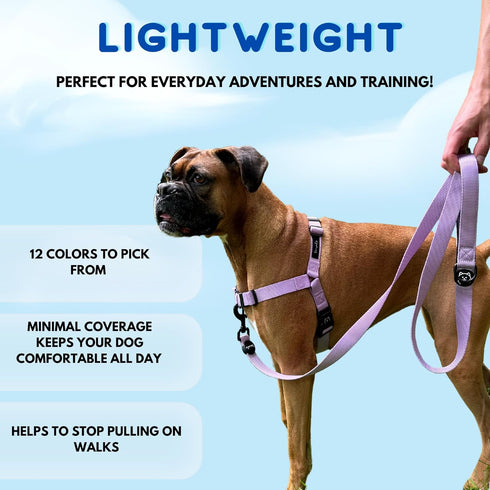 ShawnCo Dream Walk No-Pull Dog Harness- Adjustable, Comfortable, Easy to Use Pet Halter to Help Stop Pulling for Small, Medium and Large Dogs (Icy...