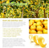Healing Solutions 60ml Oils - Lemon Essential Oil - 2 Fluid Ounces...